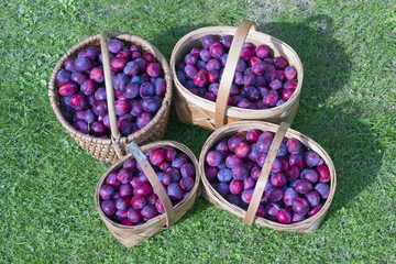 rural baskets with blue plums