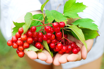 Woman's hand picks of viburnum,selective focus