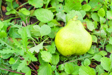 Pear in the grass