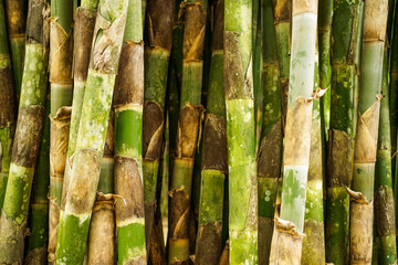 Naklejka premium Bamboo forrest close up
