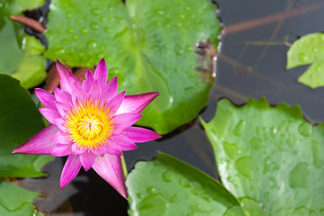 Pink Lotus flower and Lotus flower plants with copy space