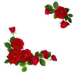 Obraz premium Frame of red roses (shrub rose) on a white background with space for text