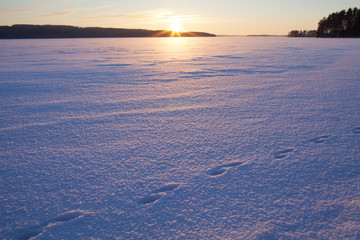 A wintry sunset. An image of a sunset on a cold winter day. Sun is going down behind a lake covered with ice and snow and footprints of an animal. Some forest is in the background. 