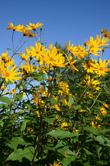 Fototapeta premium Yellow flowers of Jerusalem artichoke (Helianthus tuberosus) also called topinambour , sunroot, sunchoke, earth apple, this plat is typical of North America and Canada.