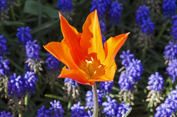 Tulpe - Einzeln