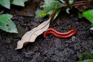 Millipedes millipede crawling on the stalk of grass. millipede. Millipedes coiled.