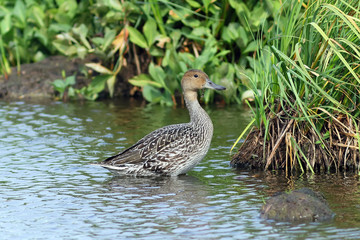 Anas acuta. The wild duck pintai costs ashore