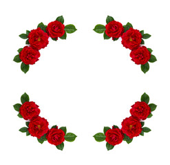 Frame of red roses (shrub rose) on a white background with space for text