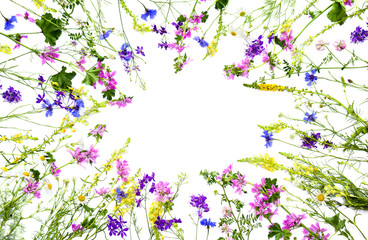 Obraz na płótnie Canvas Wildflowers: Cornflower (Centaurea cyanus), Linaria vulgaris (common toadflax, butter-and-eggs), Consolida (larkspur) and Malva sylvestris on a white background with space for text. Flat lay