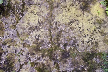 Concrete wall with texture scars and moss