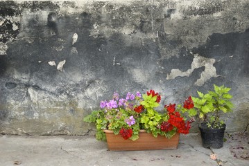 Pots with pelargonium and red geranium flowers on a grunge wall background