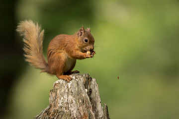 Naklejka na ściany i meble Red Squirrel perched on a tree stump eating a nut with a green foliage background.