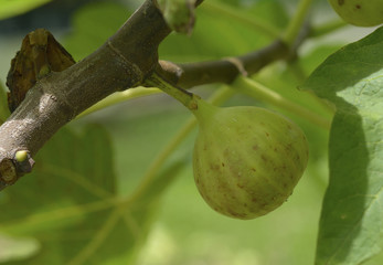 Figs on the branch of a fig tree