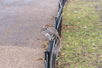 Squirrel in St. James Park next to Buckingham Palace in London, UK