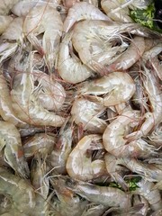 fresh shrimp at the market