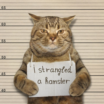 A Big Cat Strangled A Small Hamster. It Was Arrested.