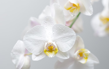 Fototapeta na wymiar orchidée phalaenopsis