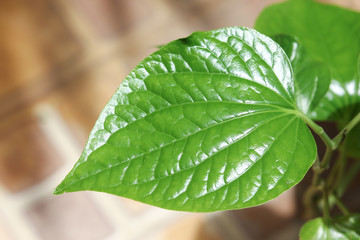  Green leaf of WildbetalLeafbush tree