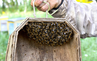 A swarm of honey bees in wooden box. A western honey bee or European honey bee (Apis mellifera)