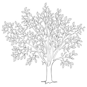 Tree with leaves silhouette vector. Coloring book page for adult