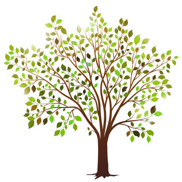 Vector tree with green leaves on white background
