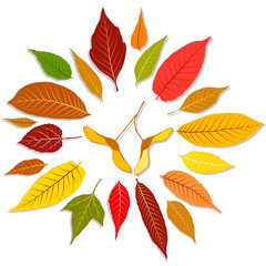 Obraz premium Set of colorful autumn leaves vector