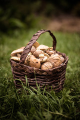 boletus in a basket