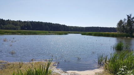 Staw