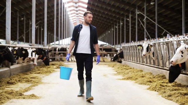 cows and man with bucket of hay walking at farm