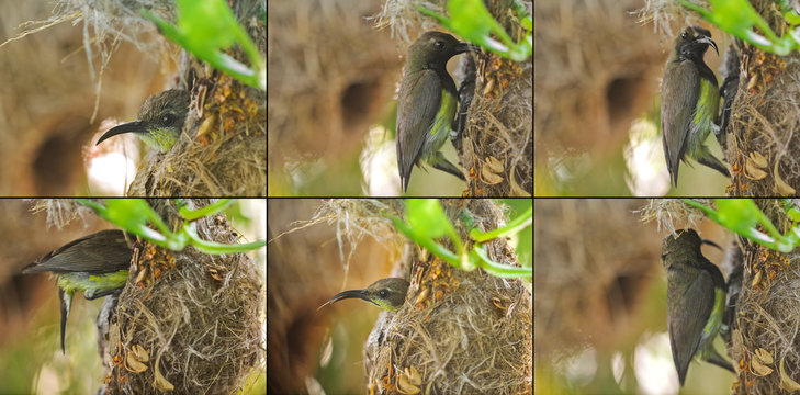 Patents of olive-backed yellow-bellied sunbird visiting a baby at their hanging flask-shaped nest (Cinnyris jugularis)