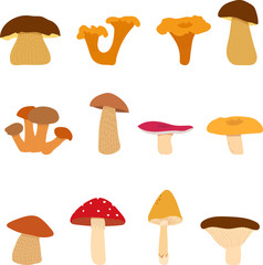Mushroom, edible and inedible mushrooms
