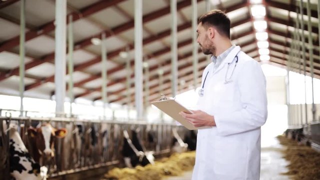 veterinarian with cows in cowshed on dairy farm