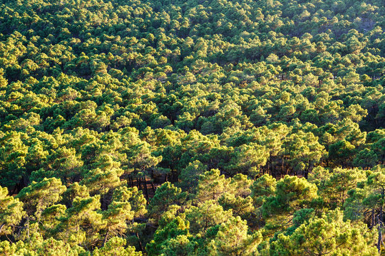 Vista aérea Pinar de Castrocontrigo, León. Pino Negral. Pinus pinaster.