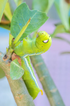 Caterpillars that eat leaves .