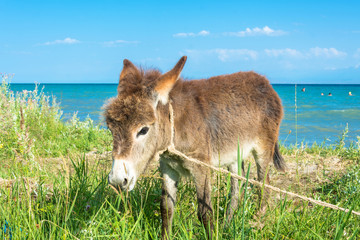 Kleine ezel aan de oever van het meer Issyk-Kul.