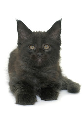 Fototapeta premium maine coon kitten