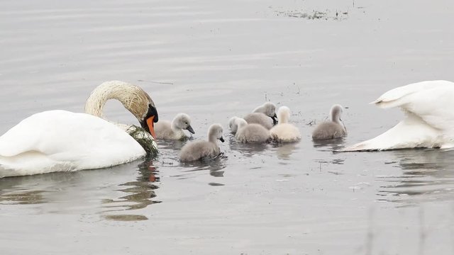 swan with cygnets swimming in the lake and search feed