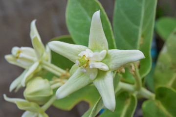 Obraz premium Calotropis giantea