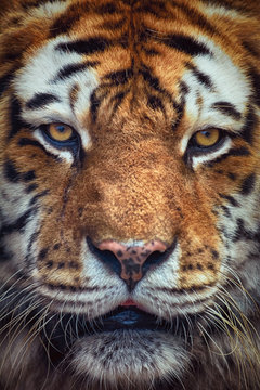 Portrait of Tiger
