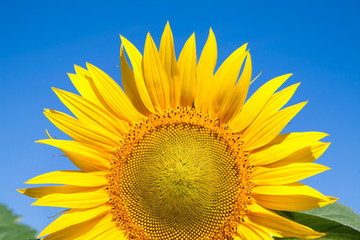 Obraz premium Sunflower at blue sky background