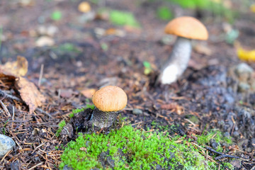 mushroom orange-cap boletus in  forest