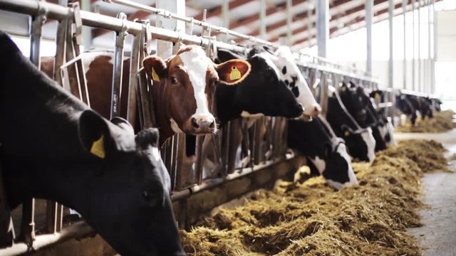 herd of cows eating hay in cowshed on dairy farm