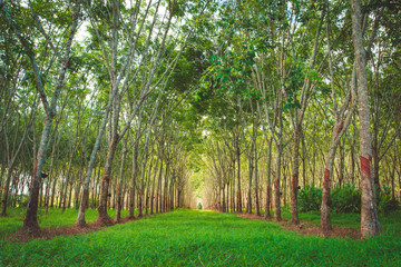 Rubber plantation agriculture industrial