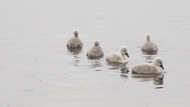 swan cygnets swimming in the lake