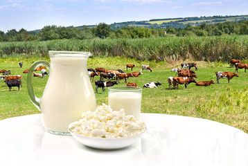 Milk and cottage cheese on white table on background of meadows with cows