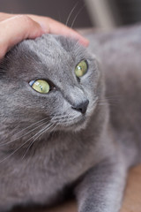 Cat that was an interesting face