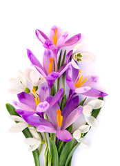 Bouquet of crocuses and snowdrops (Galanthus nivalis) on a white background.
