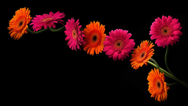 Fototapeta Pink and orange gerbera with stem isolated on black background