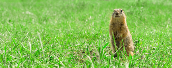Gopher standing and starring on meadow