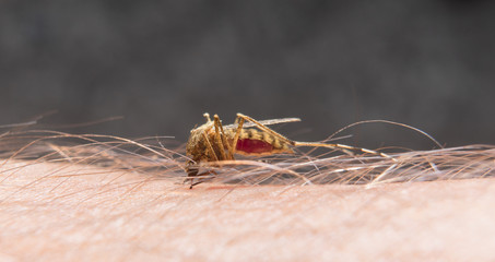 Macro of biting mosquito on the human skin